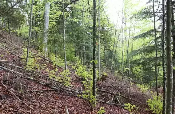 Forêt des Bauges