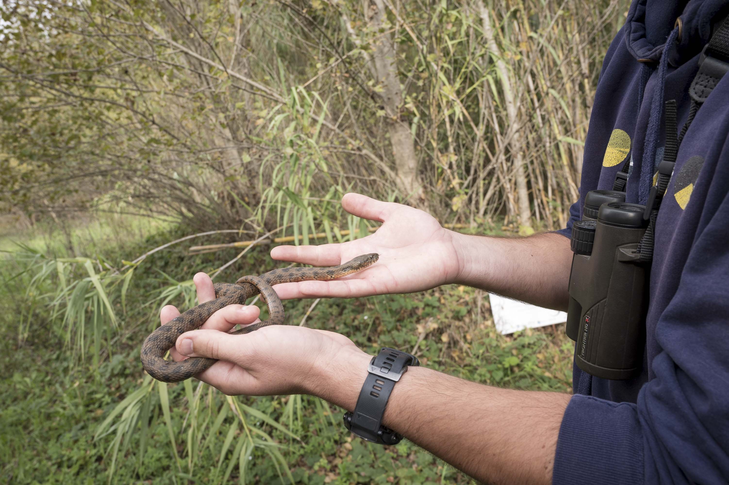 Reptiles - Etangs de Sauvebonne