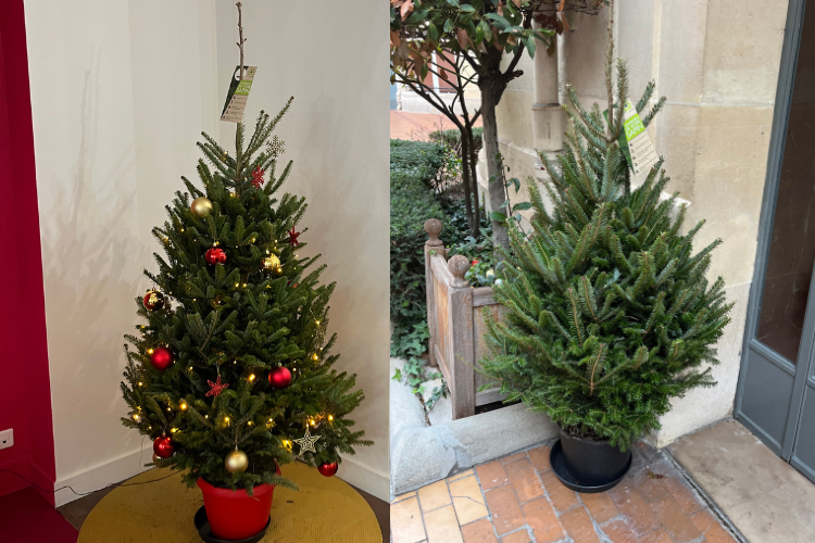 sapins de noel en pot