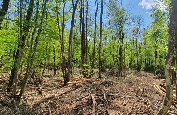 Forêt du Bas  Dauphiné