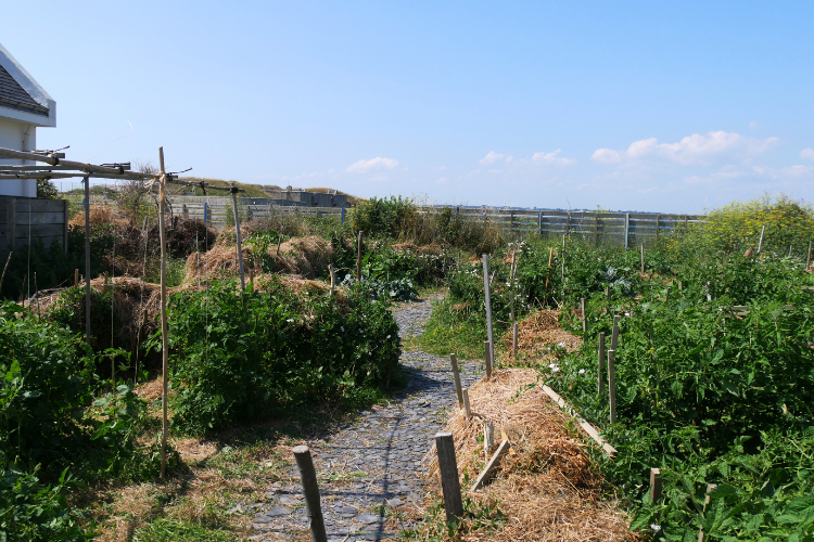 potager agroécologie Maison Glaz