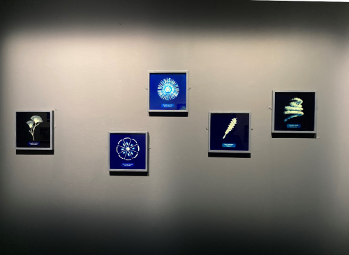 Les photographies de Manon Lanjouère.
