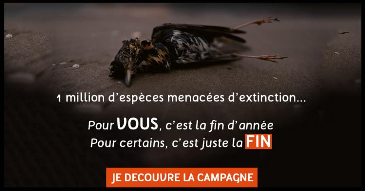 Campagne Noé