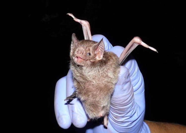 Capture de chauve-souris par l'institut Pasteur de la Guyane