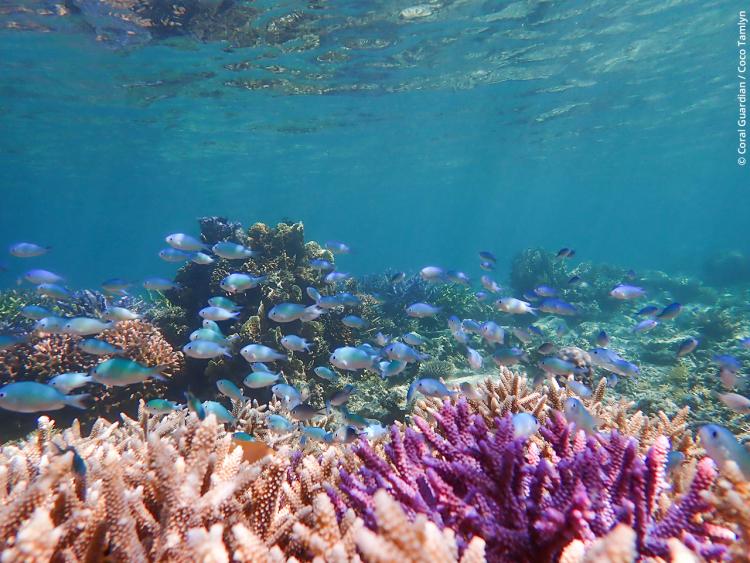 Récifs coralliens restaurés par Coral Guardian.