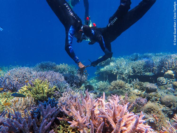 Récifs coralliens restaurés par Coral Guardian.