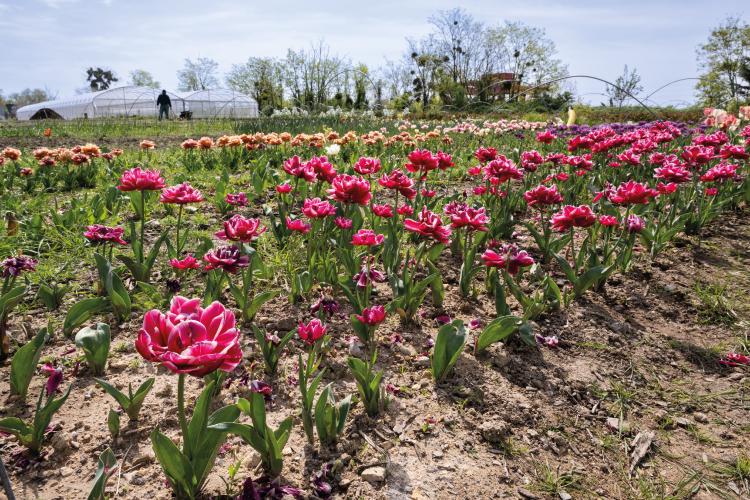 Sur Lil’Ô, 6 000 m2 sont consacrés à l’horticulture. (Crédit photos : Mary-Lou Mauricio)