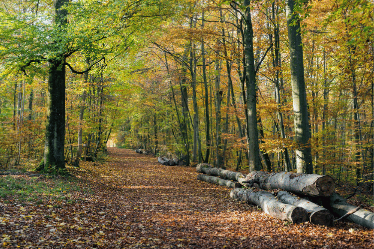 Le fonds de dotation Anyama et la Fondation de France sont à l'origine de la création d'une coalition de mécènes engagés pour la protection des forêts françaises. Crédit : Neydtstock.