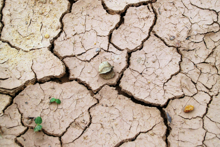 La COP 16 sur la désertification se tient jusqu'au 12 décembre en Arabie Saoudite. Crédit : Pexels.