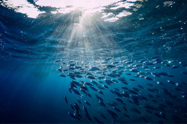 Au-delà des déclarations politiques non contraignantes, la France et le Costa Rica ont exprimé leur souhait d’aller plus loin en élaborant le « Plan d’action de Nice pour l’océan ». Crédit : iStock
