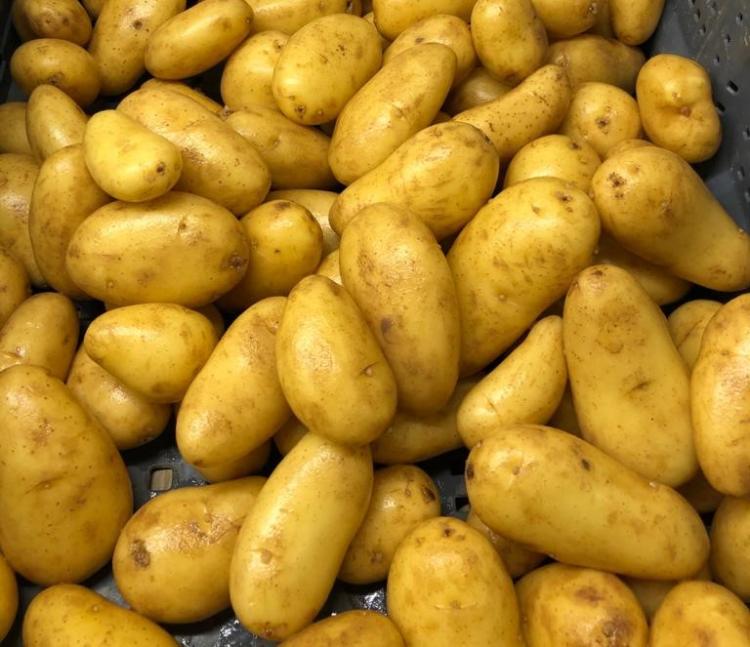 Une initiative innovante pour valoriser 270 tonnes de pommes de terre. Source : SOLAAL