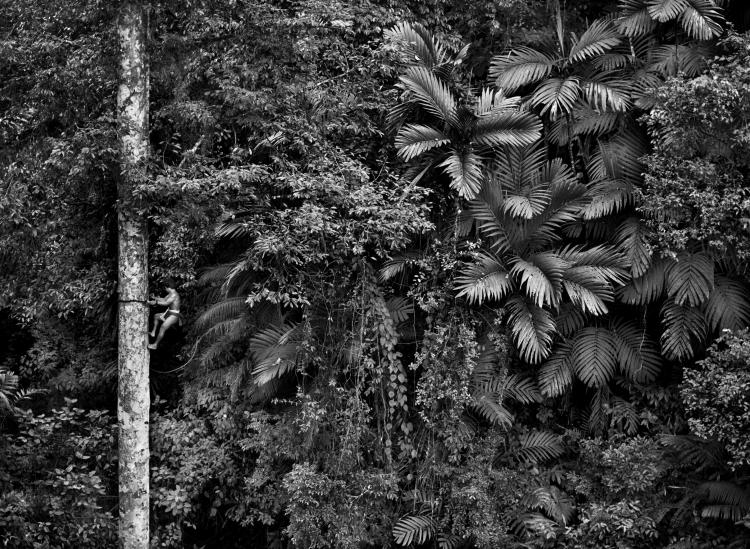 Sebastião Salgado s'installe à la Fondation GoodPlanet