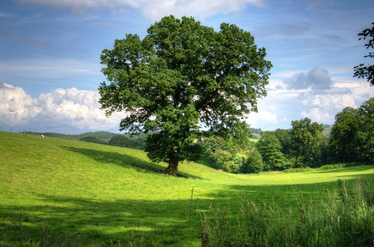 Loi biodiversité, le timide pas en avant des sénateurs