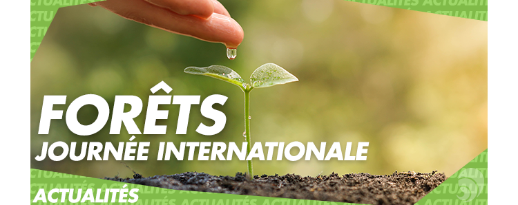 21 mars : la journée internationale des forêts
