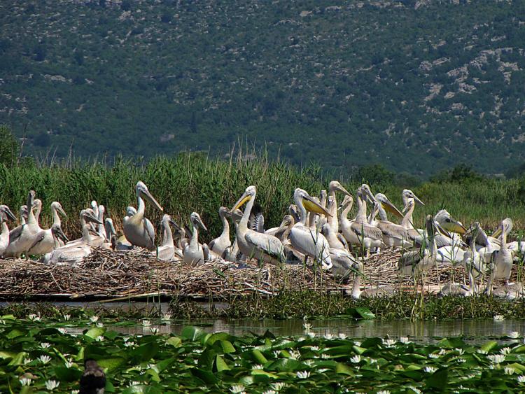 3ème recensement régional des pélicans dans les Balkans : des chiffres record !