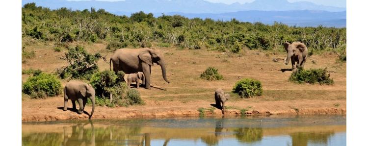 Protéger la biodiversité autrement : WWF s'engage auprès des entreprises