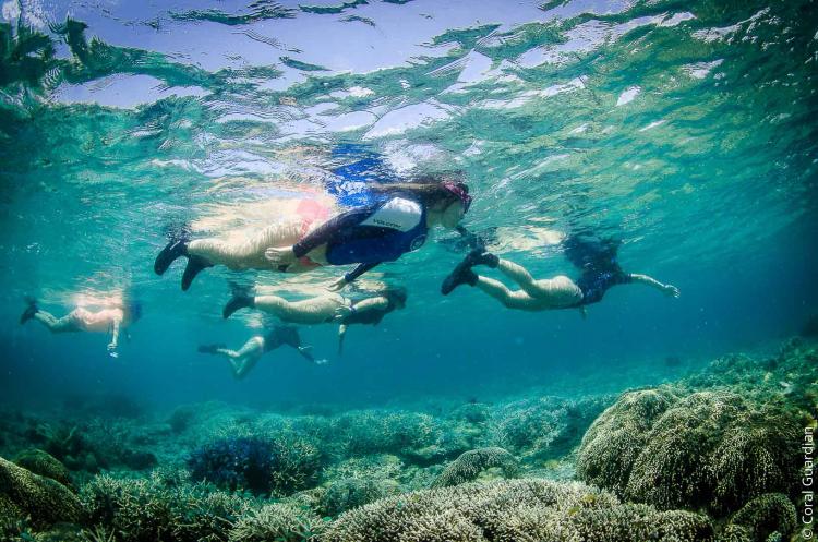 Partez en mission d'Eco-Volontariat avec Coral Guardian