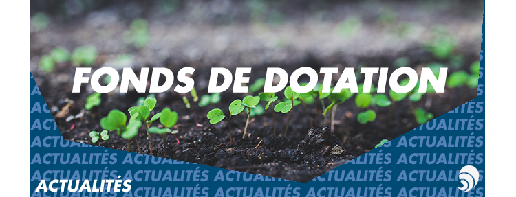 Les fonds de dotation ont toujours la cote