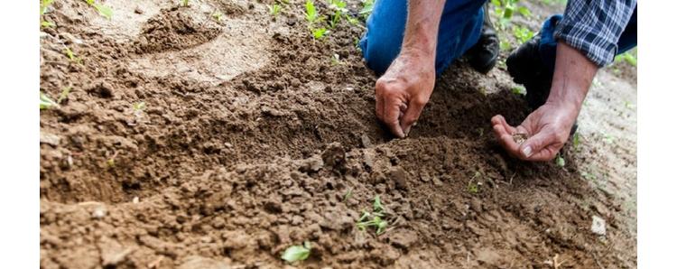 Veni Verdi : des potagers dans la cité
