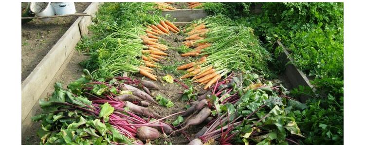 La fin de l’agriculture urbaine non lucrative ?