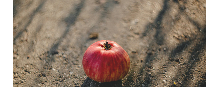 La loi contre le gaspillage alimentaire, une fausse solution ?