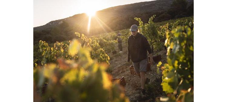 Vigne de Cocagne, la première structure d'insertion par la viticulture