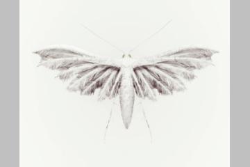 [Prix Swiss Life à 4 mains] Auctus Animalis, de Vincent Fournier (photographie) et Sébastien Gaxie (musique), projet lauréat de la nouvelle édition