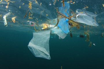 The SeaCleaners lutte contre la pollution plastique en mer. Crédit : richcarey, iStock.