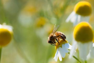 La biodiversité rend aux entreprises des services écosystémiques. Crédits : iStock.
