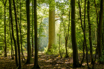 L'agrément de Canopée a fait l’objet cet été d’une contestation par l’interprofession France Bois Forêt rejointe par douze autres organisations. Crédit : iStock
