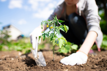 Le réseau Cocagne regroupe par exemple des associations françaises réalisant de la production maraichère biologique au moyen de l’insertion par l’activité économique. Crédit : iStock