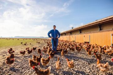 Les Ch’tites poules, acteur de la solidarité alimentaire