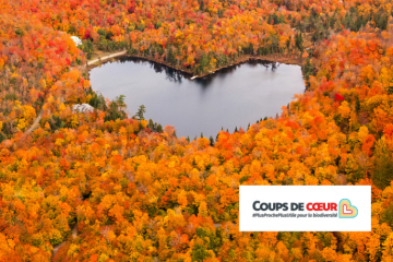 Une forêt aux couleurs de l'automne avec un lac en forme de cœur