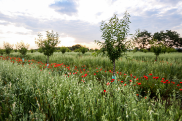 La Granja de GreenPods, le plus grand verger d’amandiers bio de France à être conduit en agriculture régénérative. Crédit : GreenPods