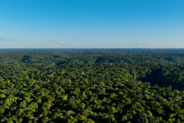 L'Amazonie est concernée par la déforestation, comme le Cerrado, au Brésil. Crédit : iStock / Cristian Lourenço.