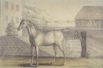 Musée de l'Armée, un crowdfunding historique réussi pour le cheval de Napoléon !