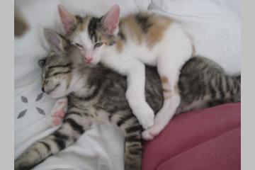 Adoptez les !!!