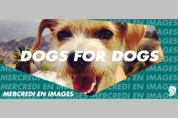 [EN IMAGE] Pedigree et CLM BBDO lancent une campagne d'adoption sur Instagram